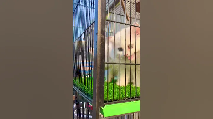 Video 2416171: persian cat, cat kitten punch face, long cat, beautiful cat