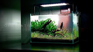 50 DAYS GROWTH OF NO CO2 NANO AQUASCAPE | AQUASCAPING CINEMA