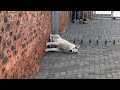 FUNNIEST Dog Cat And Animal Videos Of 2025 You Ll Ever See 从 生 FUNNIEST Dog Cat And Animal Videos Of 2025 You Ll Ever See 从 生