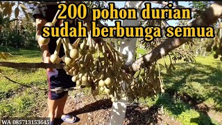 KEBUN DURIAN DI LUMAJANG