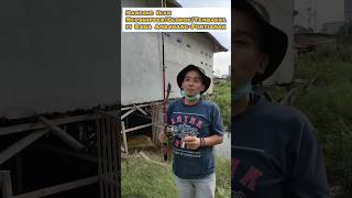 mancing Ikan mudskipper/glodok/tembakul, di rawa ambawang-pontianak. #shorts