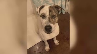 Perfect Pet | Meet Deckard at the Waco animal shelter