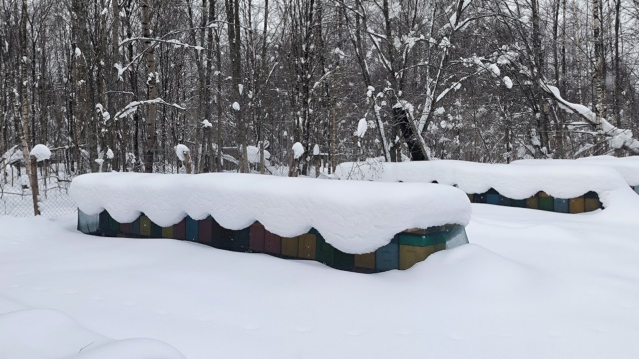 Сколько пчëл осталось? Итоги зимовки 2025-26