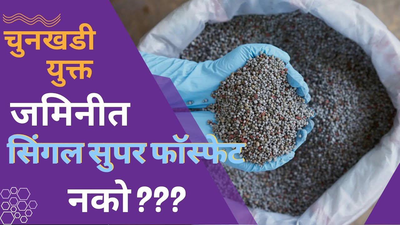 चुनखडी युक्त जमिनी मध्ये सिंगल सुपर फॉस्फेट (SSP) टाकू नये ? 🤔
