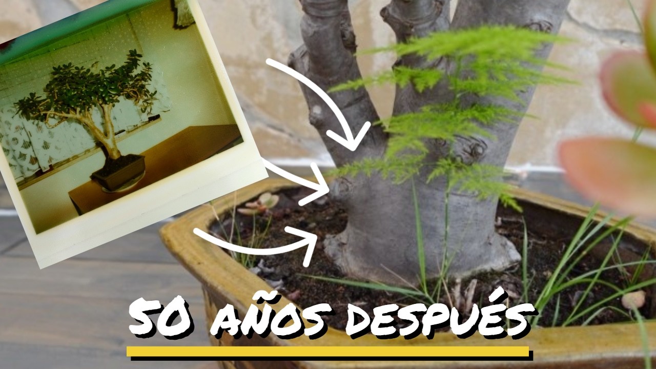 Trasplante Árbol de Jade de 50 años (Una reliquia de mi abuelo)