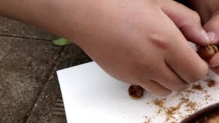 What is inside an oak apple