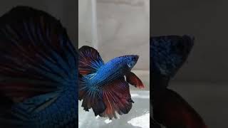 Breeding Betta Fish | Setting up the Breeding Container #bettafish #shorts