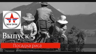 NEW DPRK_ПОСАДКА РИСА