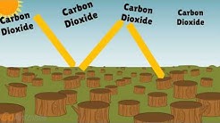 Deforestation Effects on Climate