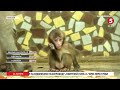 Верблюди, мавпенята, ящірки та семеро козенят: бейбі-бум у зоопарку Миколаєва