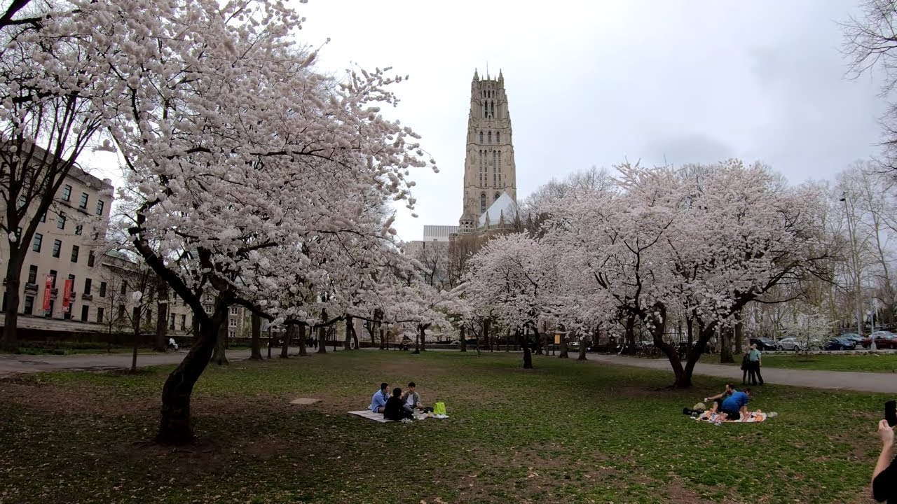 ⁴ᴷ⁶⁰ Walking NYC : Sakura Park, Morningside Heights