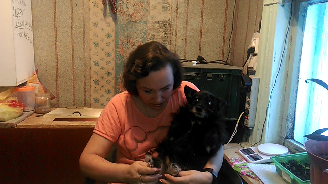 Стрижем когти собакам в домашних условиях sharingbox