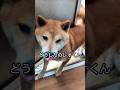 恐怖に怯える柴犬レオくん❗️ #柴犬 #柴犬さん #柴犬レオ#柴犬大好き