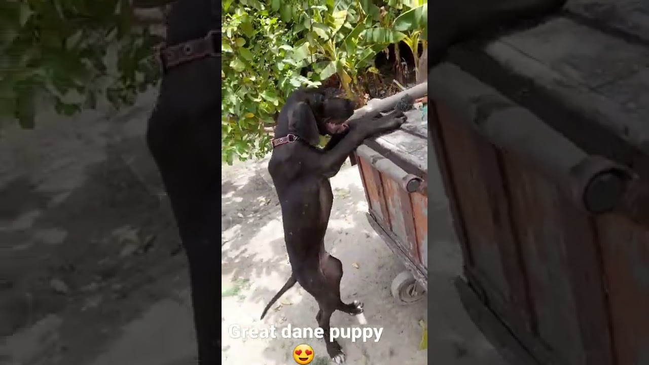 great dane puppy black 3months 20days ☠🤟🏻🥰