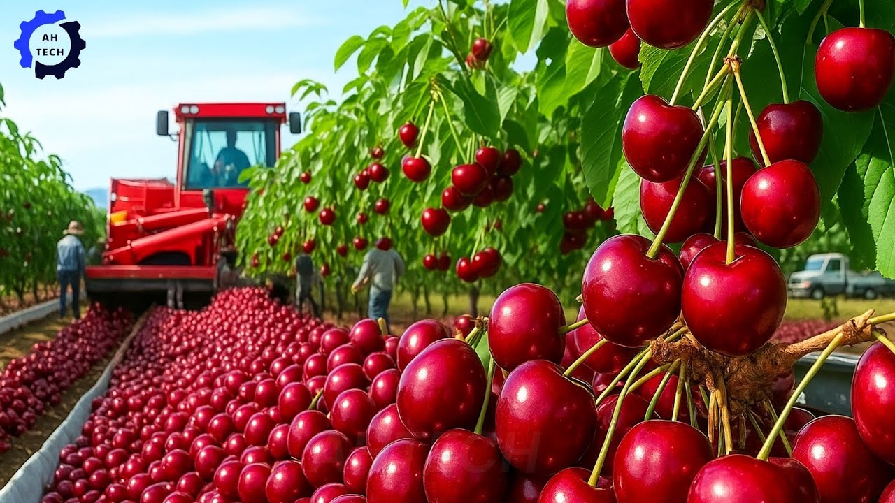 How US Farmers Harvest 6.8M Tons of Cherry & Other Crops #8 | Most Satisfying Agriculture Technology