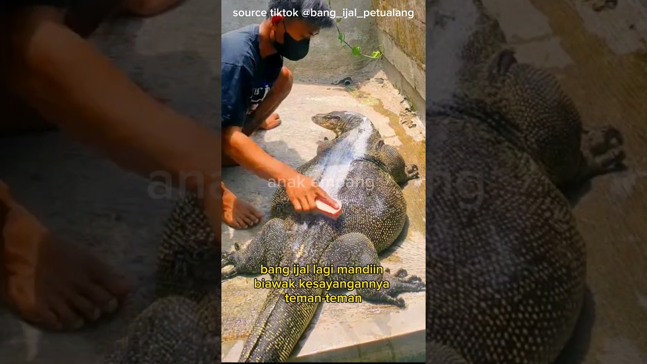 UNIK‼️ MANDIIN BIAWAK RAKSASA #shorts