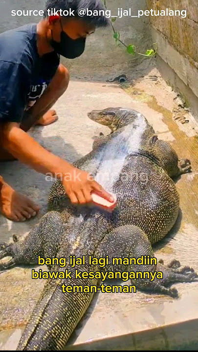 UNIK‼️ MANDIIN BIAWAK RAKSASA #shorts