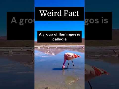 Weird Fact |