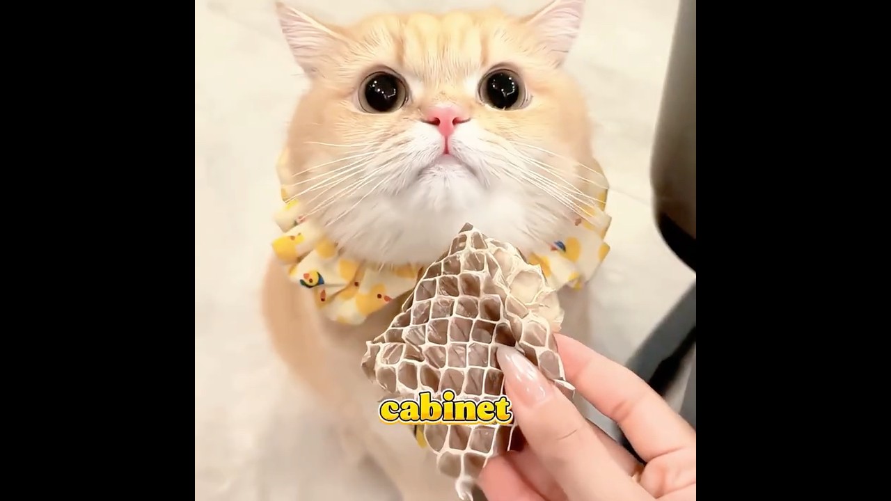 This is why you should get a cat. 😼#cat #pets #cute #funny #shorts #short