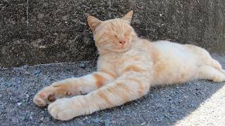 【猫島】道端で寝ボケている茶トラ猫