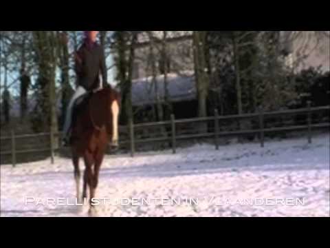 Parelli Natural Horsemanship in Vlaanderen