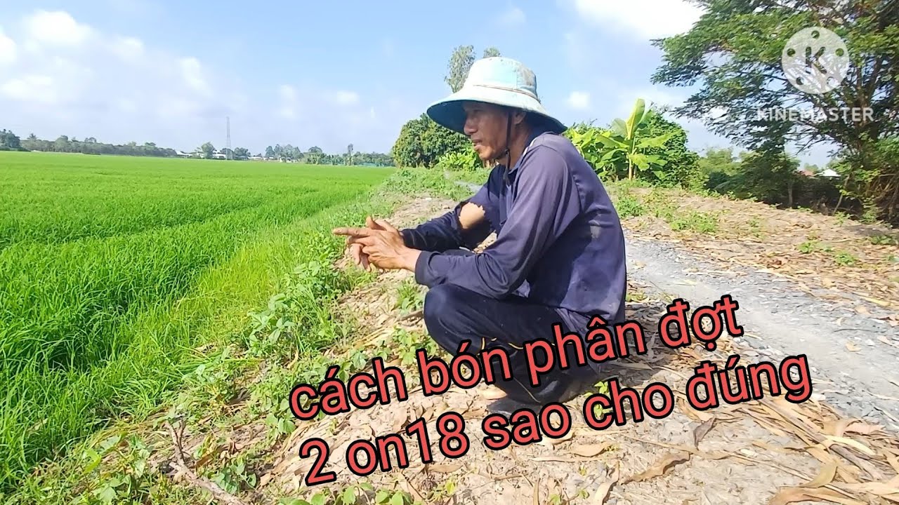 cách đi phân cho lúa on18 đợt 2 sao đạt năng suất 