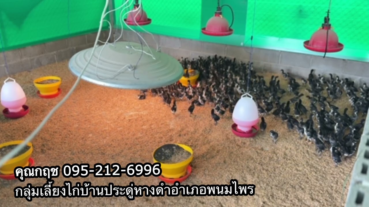 ไก่พื้นเมืองอีสาน : ไก่ประดู่หางดำ มข 55