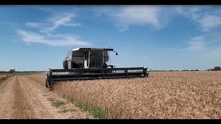 2023 Wheat Harvest with the N6 Gleaner