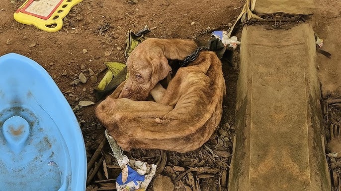 5 năm bị xiềng xích trong đau khổ, bị lãng quên giữa rác rưởi… cho đến khi tình yêu mang lại tự do cho cô ấy ❤🐾