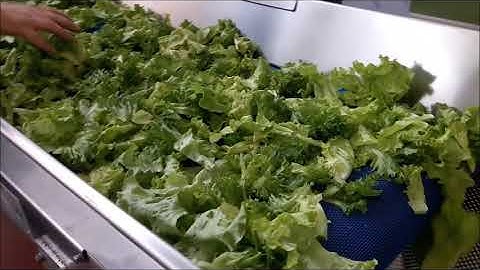 Complete Packaging Line for Salad Trays