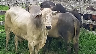 feira de gado capoeiras Pe.26\/04\/24