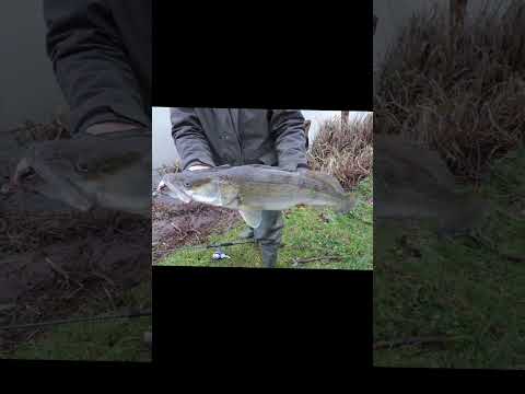 Pêche Du Sandre Au Mort Manié