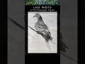Last Photo of the Passenger Pigeon #animal #wildlife #pigeon #extinction #nature #documentary