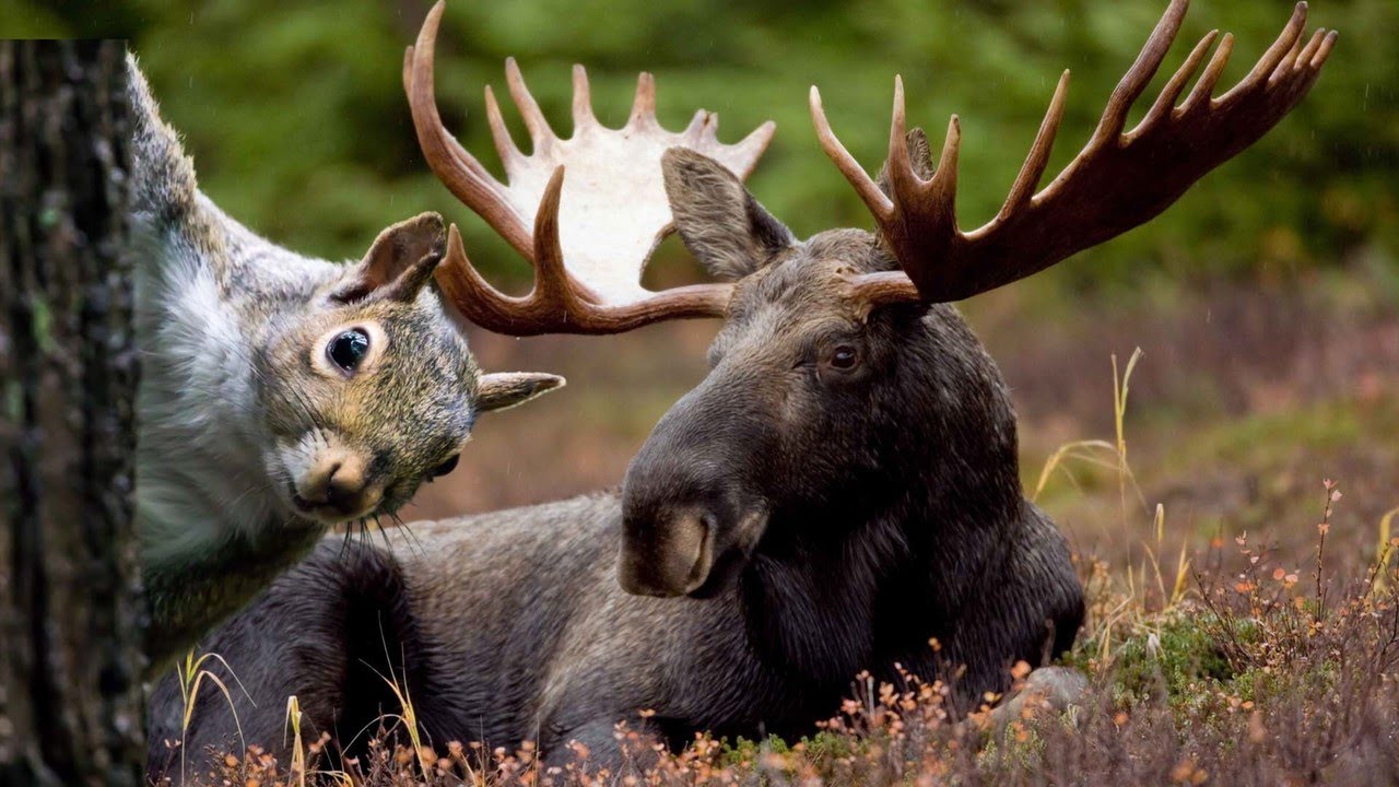 What Is Neutralism ? - YouTube