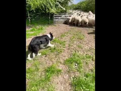 Border Collie Çoban Köpeği İş Başında