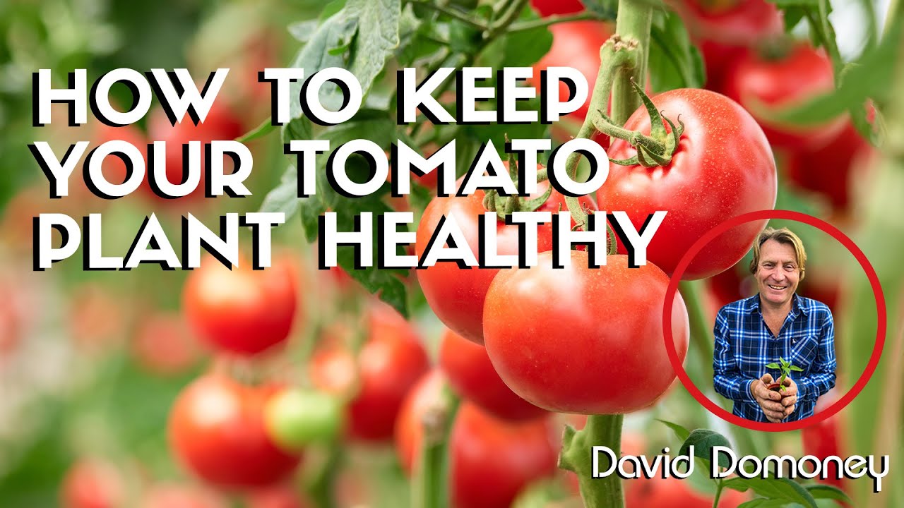 How to keep your tomato plant healthy 