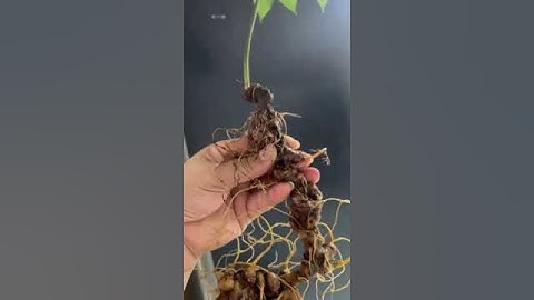 1 củ sâm rừng bao kiểm định mọi viện mời các bác siêu tầm gọi 0377965679 e Nguyệt nhé