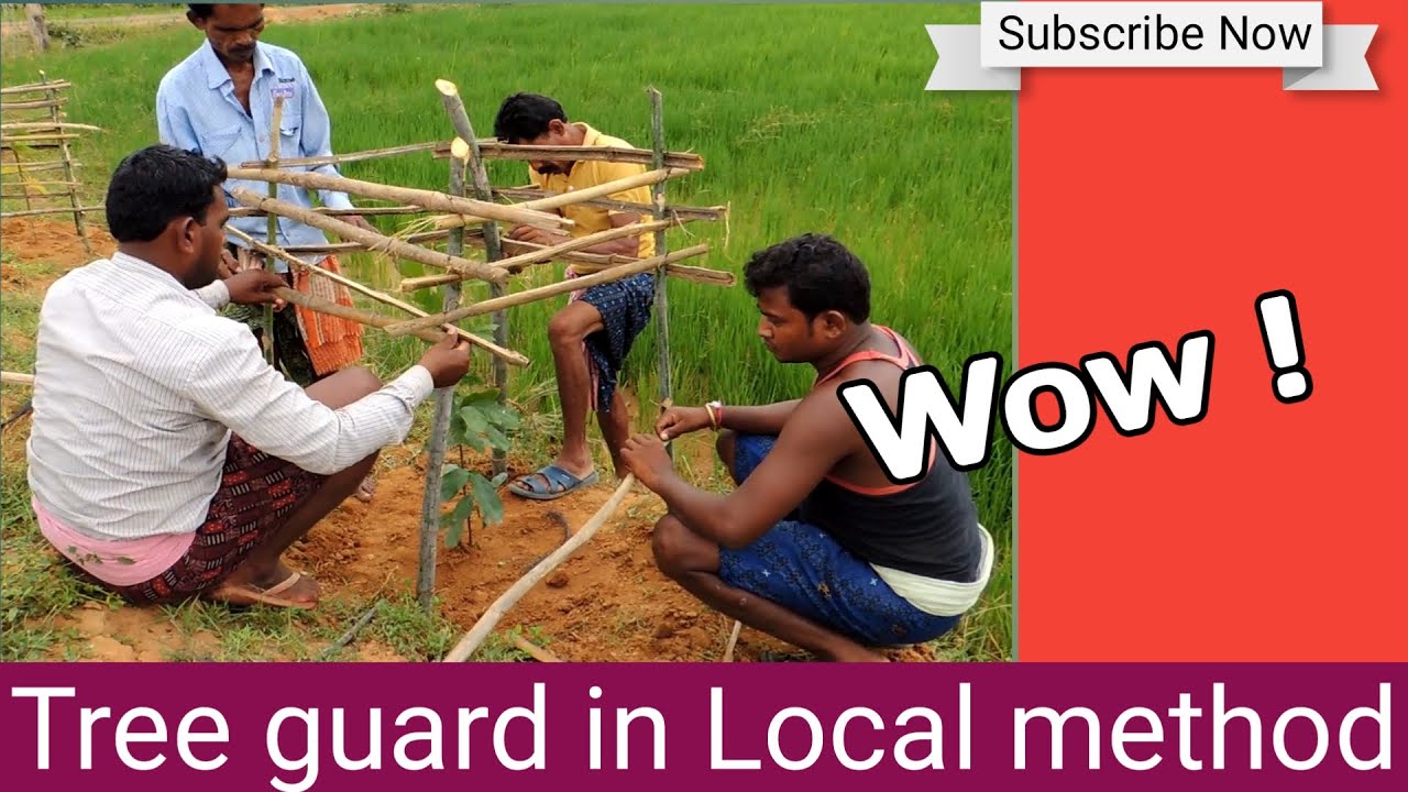 Tree guard in Local method, Balangir, Odisha II Gachhara Surakhya II Tree guard kese banaye II