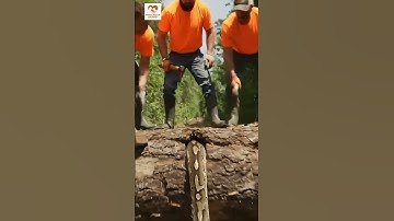 rescue giant python in wood trunk #animals #funny #shorts