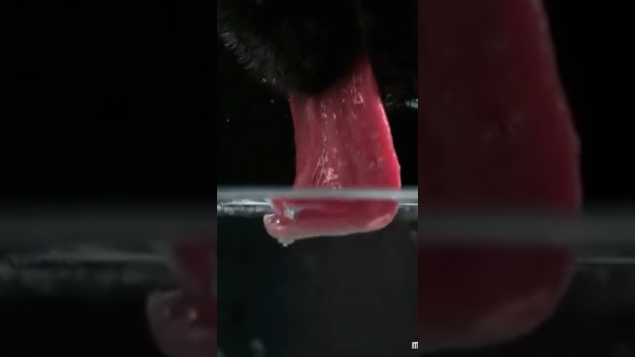 This is how a dog's tongue works
