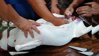 Butchering a Goat | Kalderetang Kambing