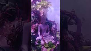 Mini Zen Tank 3L Buddha Jungle Aquascape Peace In Glass