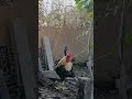 CHICKEN🐓                        #viral #chicken #shorts #birds  #like #viralvideo #viralshorts