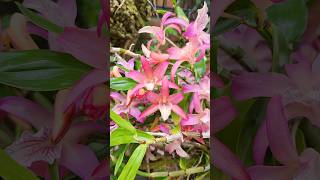Dendrobium Rainbow Dance