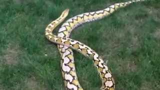 Episode 61 Platty retic outside