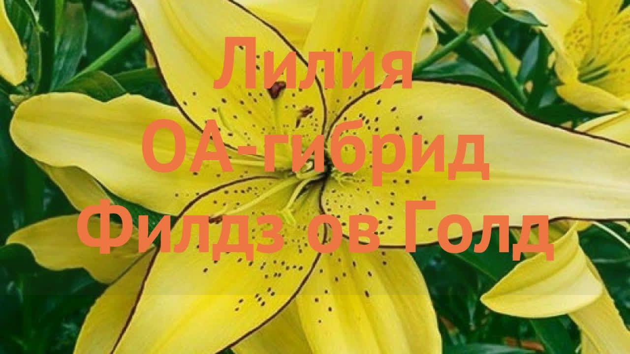 Лилия оа-гибрид Филдз ов Голд 🌿 лилия Филдз ов Голд обзор: как сажать луковицы лилии Филдз ов Голд