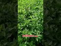 Pupuk Daun Kemangi Terbaik Dari TopFarm #pupuktopfarm #pupukkemangi #pupukdaunkemangi #Kemangi