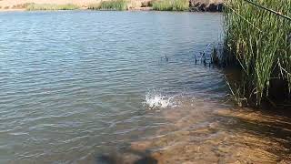 Black bass fishing Portugal 🇵🇹