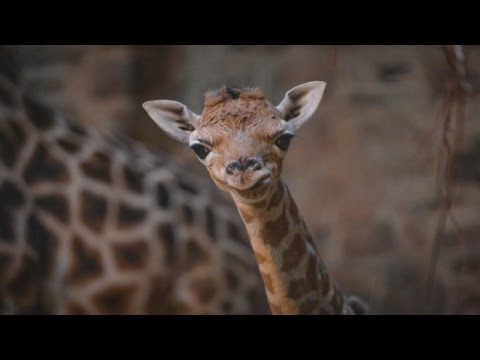 Video: Pet Scoop: Lost Giraffe Calf Bersatu Kembali Dengan Mom, Rumor Membuat Westminster Comeback