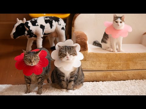 エリザベスカラー終了記念なねこ。-Elizabethan collar end commemoration and cats.-